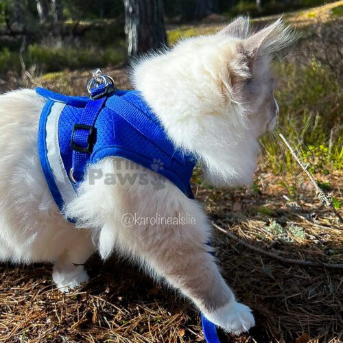 Blå Sele til hund og katt