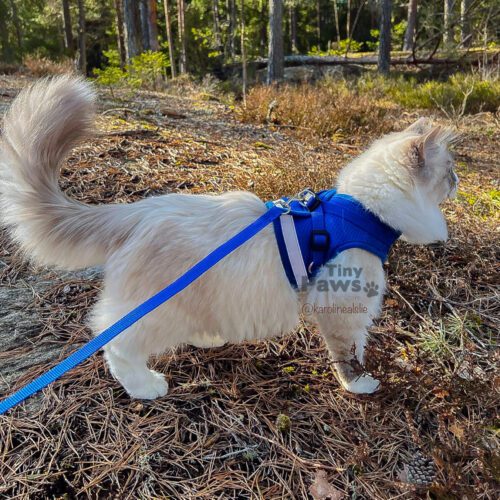 Blå Sele til hund og katt