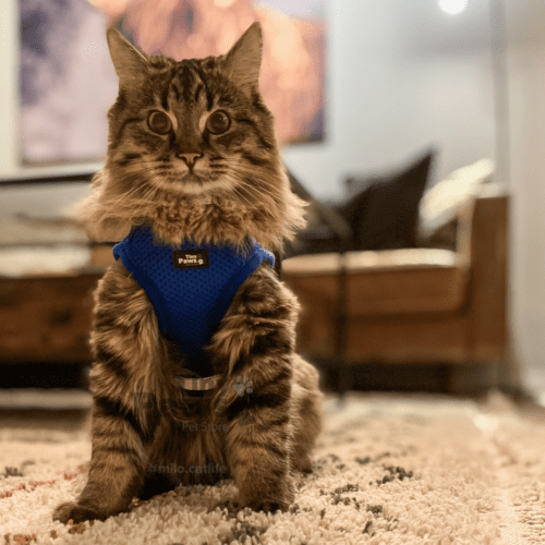 Tiny Paws Sele med borrelås