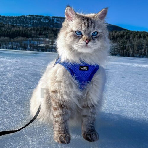 Blå Sele til hund og katt