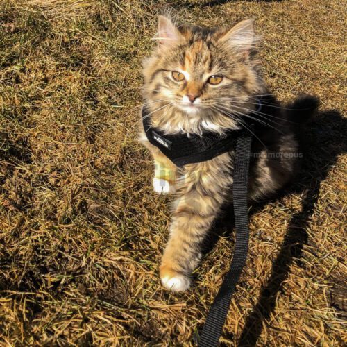 Tiny Paws Sele med borrelås