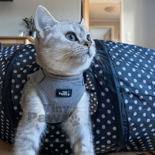 Tiny Paws Sele med borrelås BSH