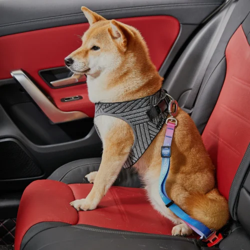 Sikkerhetsbelte for hund
