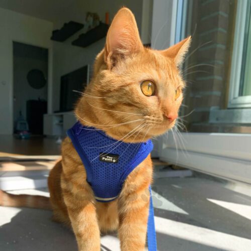 Simba i Sele borrelås - m