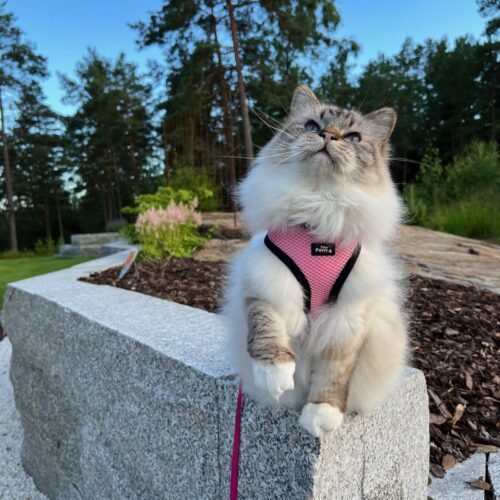 Birma sier hei i rosa sele fleksibel