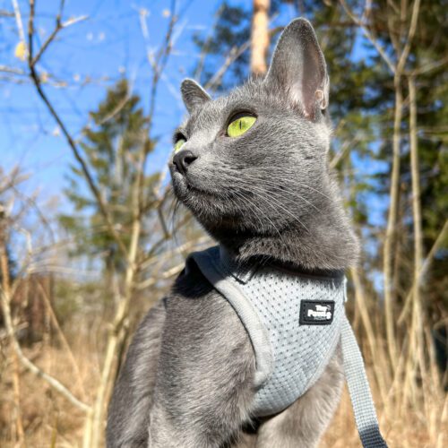 Tiny Paws Sele med borrelås Sele i grå ute
