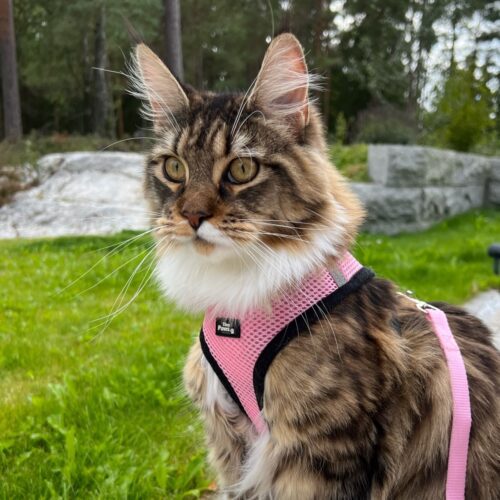 Tiny Paws Fleksibel Sele med refleks så fin