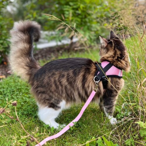 Tiny Paws Fleksibel Sele med refleks sitter bra
