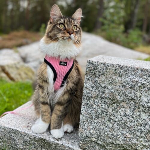 Tiny Paws Fleksibel Sele med refleks modellen