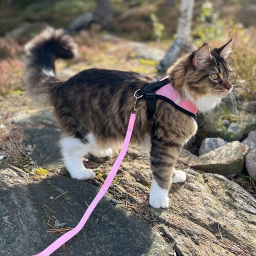 Tiny Paws Fleksibel Sele med refleks rosa i naturen mcoo