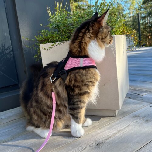 Tiny Paws Fleksibel Sele med refleks rosa mco