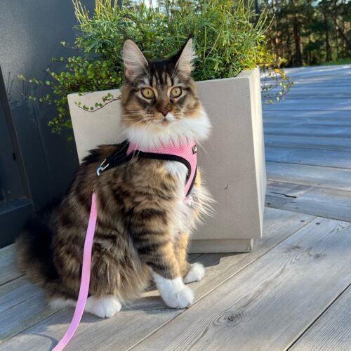 maine coon i Tiny Paws Fleksibel Sele med refleks