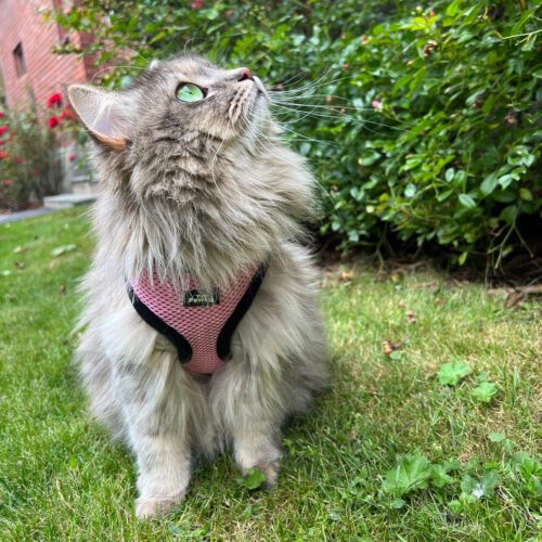Tiny Paws Fleksibel Sele med refleks