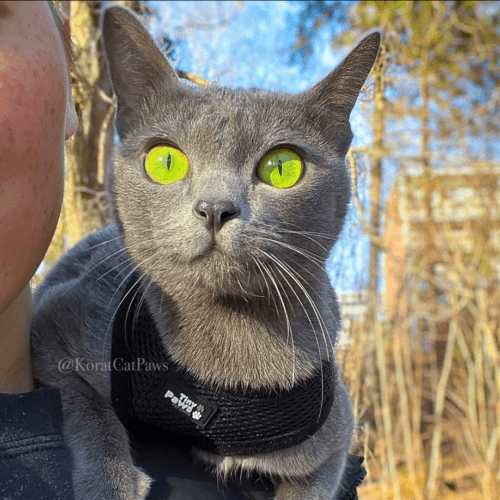 Fleksibel Sele med refleks skulder sort