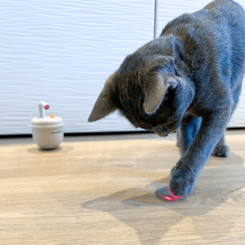 kattunge Bobble-te laser katteleke