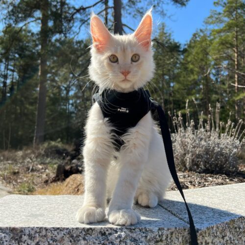 Tiny Paws Sele med borrelås mco hannkattunge